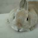 例のテストとりんちゃん。