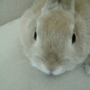 例のテストとりんちゃん。