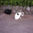その他　愛なのか？献血