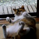 妄想賊