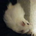 長毛らしくなってきたので