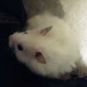 長毛らしくなってきたので