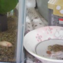 白ちゃん永眠・・・