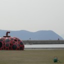 直島のネコ