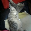 変な寝相で寝る猫