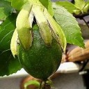 パッションフルーツ　受粉成功！