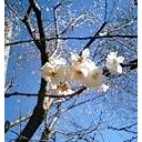 秋桜