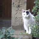 今日のにゃんこズ