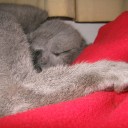 柔らかあたしのサザエさん的愉快な生活　“明日は絶対に算数をやるよ！（＝今日もやらなかった）”　の巻