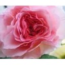 薔薇薔薇・・・・
