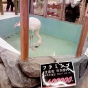 土曜〓学祭とホームセンターと〓