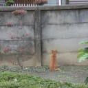 ドラマ