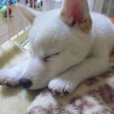けいたいから