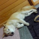 昨日は−2.8 ℃でした