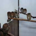 花と鳥と少しの淡水魚