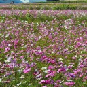 花の季節は終わったけれど(^_^;