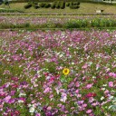 花の季節は終わったけれど(^_^;