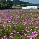 花の季節は終わったけれど(^_^;