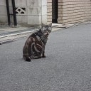 にゃんこ