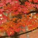 今月、二度目の京都