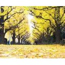きょうの収穫