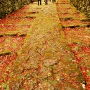 紅い広がり　　zeal surface