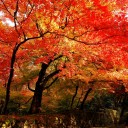 橙の葉　slant red