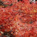 紅葉路ー２