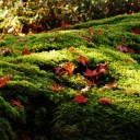 こけむすてら　　green field