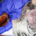 愛のままにわがままに僕は君ばかり傷つける　“愛する猫は邪魔猫”　の巻