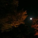 紅葉　ライトアップ