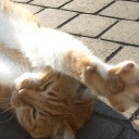 猫レシーブ 猫パンチ