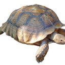 小さなお友達たち