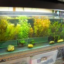 アクアリウム　リセット