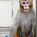 カロリー制限の研究とその報道