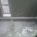 積雪