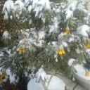 雪