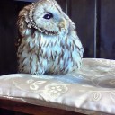 ずんぐりむっくり