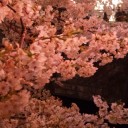 桜が見たい。
