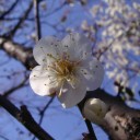 春の足音