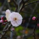 幸と・・・辛を・・・繰り返し・・・