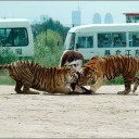 生きたままの牛を虎に食べさせる動物園