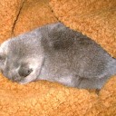 突き抜けろ！無駄に熱いあたしのハート！　“注：キャベツはおやつではありません”　の巻