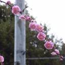 初午祭