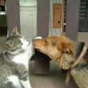 ネタないので画像を張ってお茶を濁す