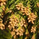 悪夢の季節がやってきた