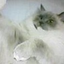 もっと、手加減してあげた方が・・・