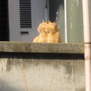 にゃんこズ