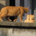 にゃんこズ