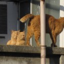 にゃんこズ